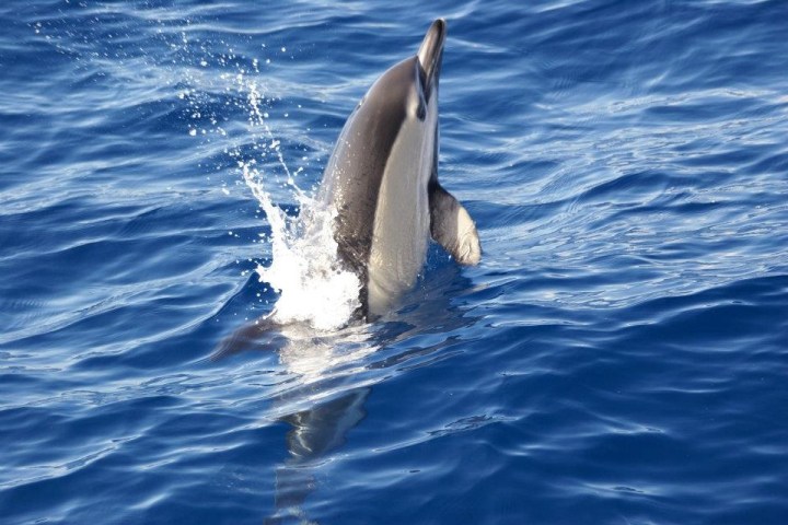 A dolphin leaping out of the blue ocean water with splashes