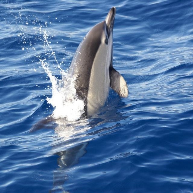 A dolphin leaping out of the blue ocean water with splashes