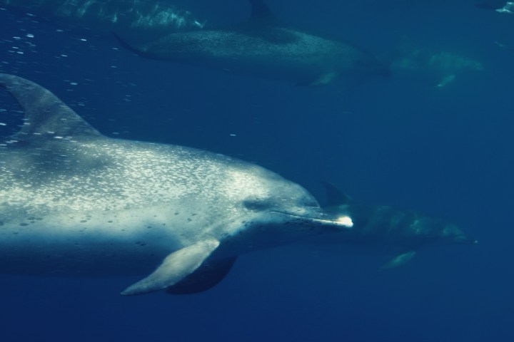 Dolphins swimming underwater in a group.