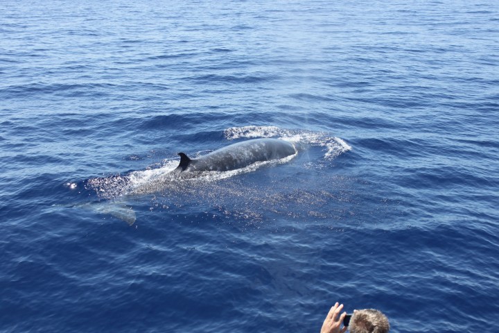 Person photographing a whale swimming near the ocean surface.