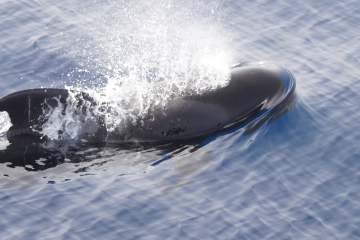 Whale surfacing with water spouting from blowhole in the ocean.