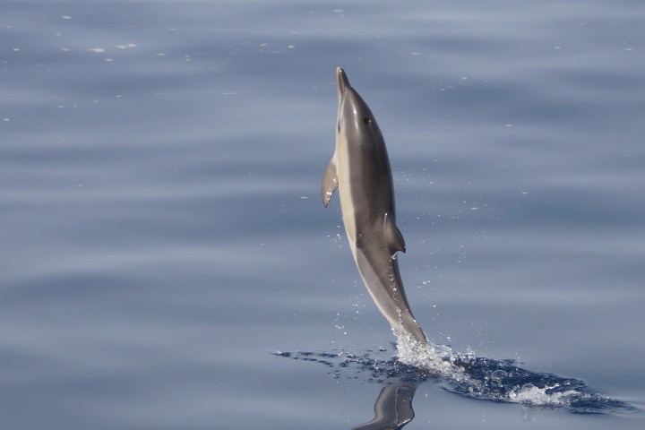A dolphin leaping out of calm blue ocean water.