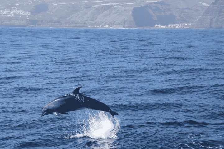 Dolphin leaping from ocean with rocky coastline in background.