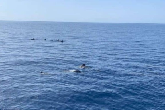 Group of dolphins swimming in the open ocean under clear blue sky.