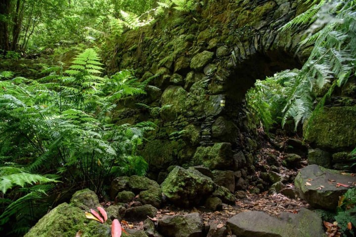 Stone bridge arch in lush green forest with ferns.