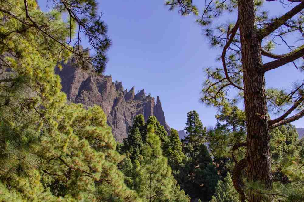 Mountain peak with jagged edges seen through pine trees under a clear blue sky.