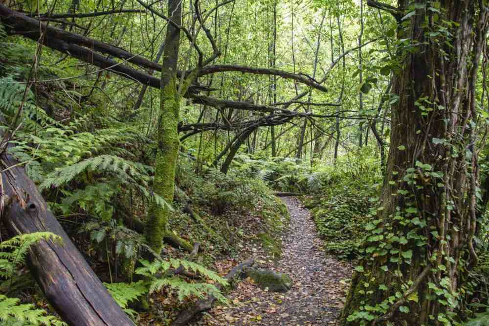 Pathway through lush green forest with ferns and fallen branches.